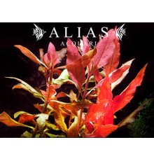 Alternanthera Splendida