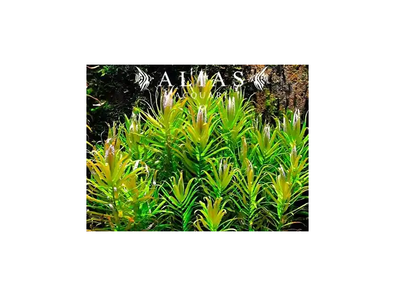 Nesaea pedicellata