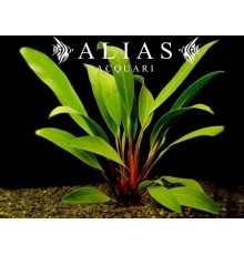 Anubias afzelii