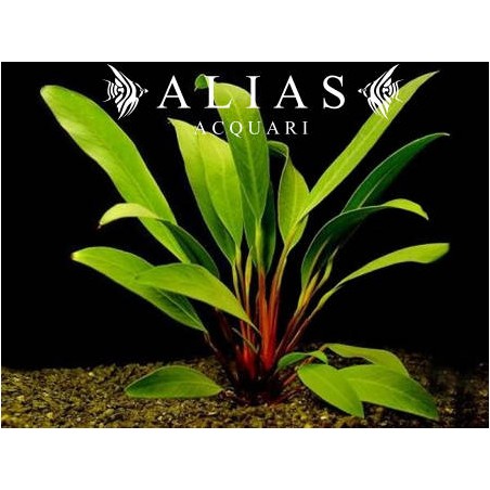 Anubias afzelii