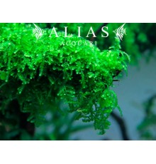 Vesicularia ferriei