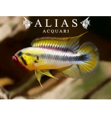 Apistogramma Wilhelmi