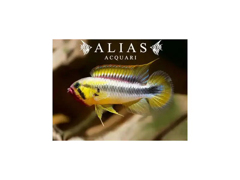 Apistogramma Wilhelmi