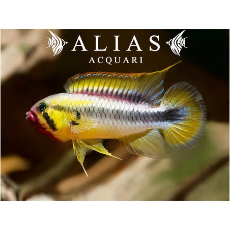 Apistogramma Wilhelmi