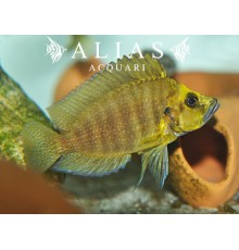 Altolamprologus compressiceps «Kantalamba Gold Head»