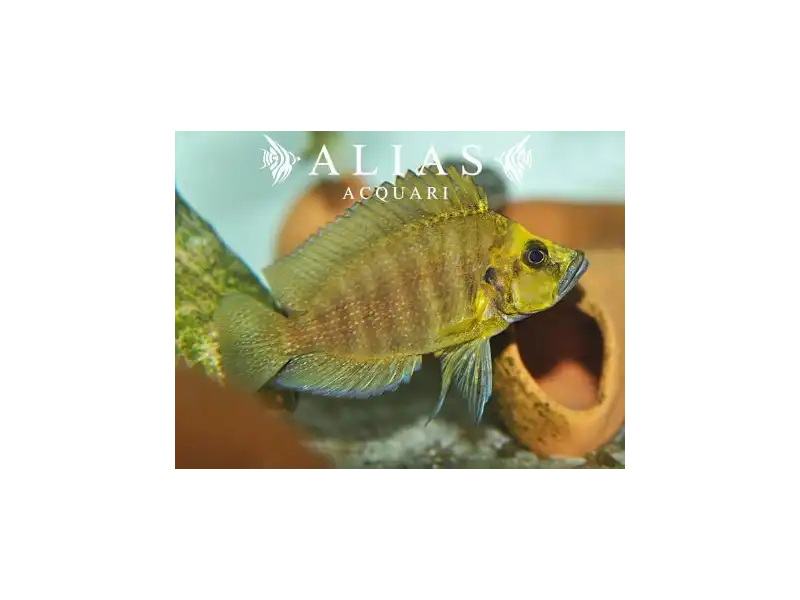 Altolamprologus compressiceps «Kantalamba Gold Head»
