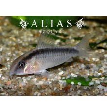 Corydoras arcuatus