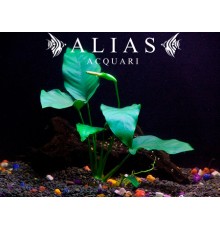 Anubias barteri var. barteri