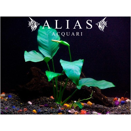 Anubias barteri var. barteri