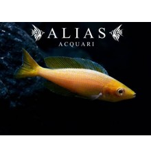 Cyprichromis leptosoma «Gold»