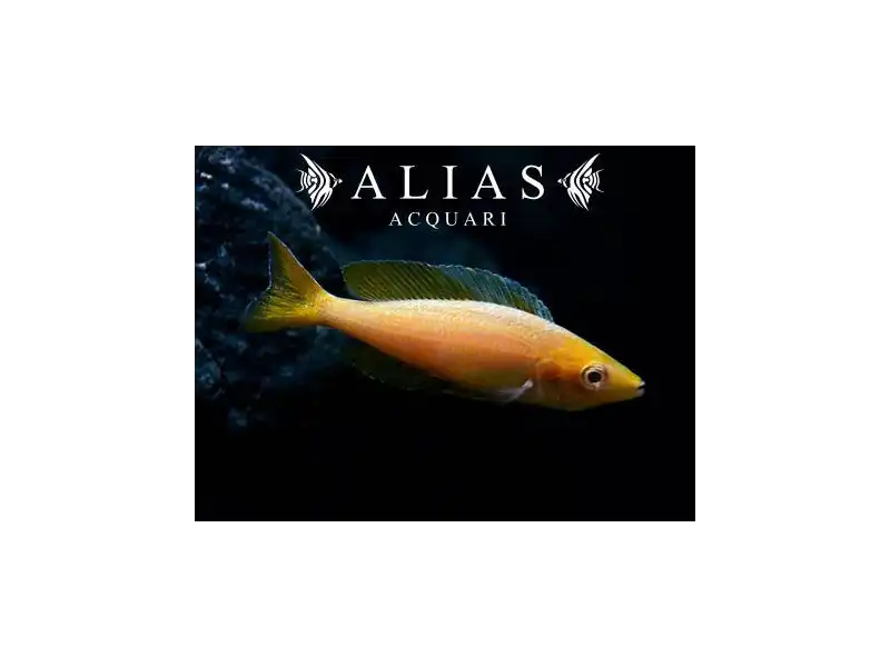 Cyprichromis leptosoma «Gold»
