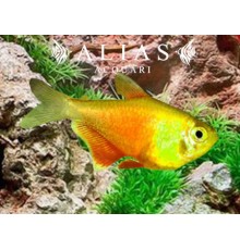 Hyphessobrycon Flammeus yellow