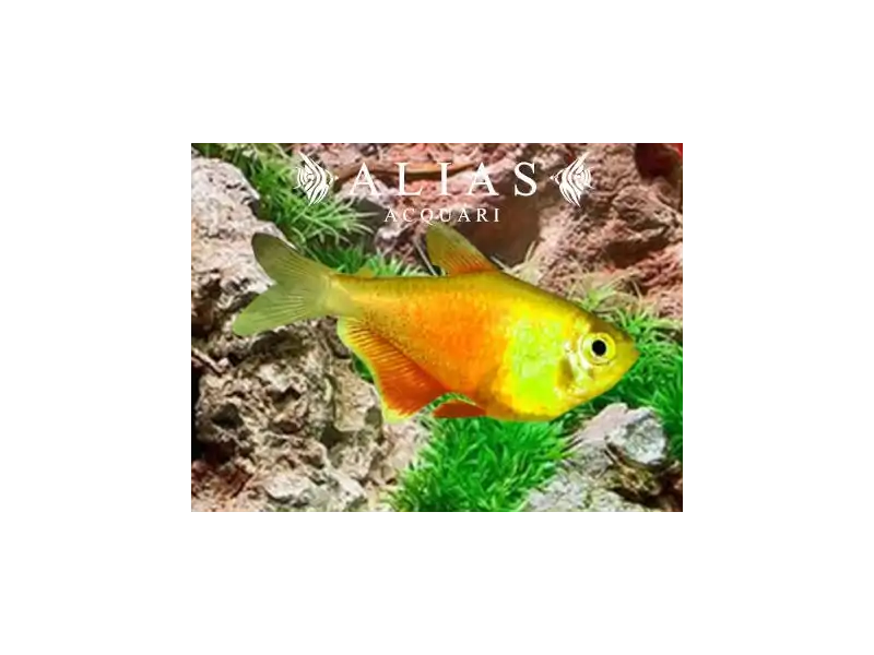 Hyphessobrycon Flammeus yellow