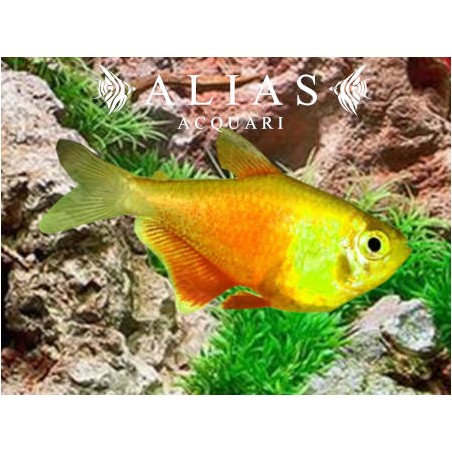 Hyphessobrycon Flammeus yellow