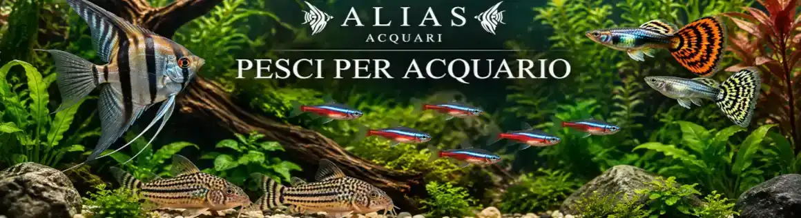 Pesci per Acquario Online | Vendita Pesci | Alias Acquari