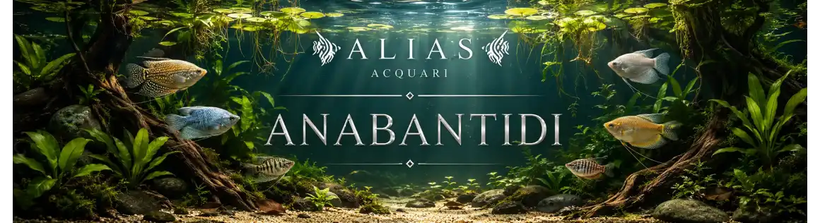 Anabantidi Online | Colisa e Macropodus | Alias Acquari
