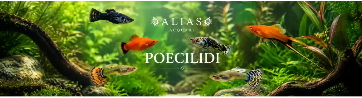 Poecilidi Online: Guppy, Molly, Platy e Endler | Alias Acquari