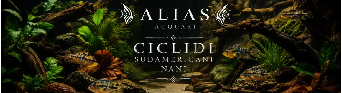 Ciclidi Nani Sudamericani