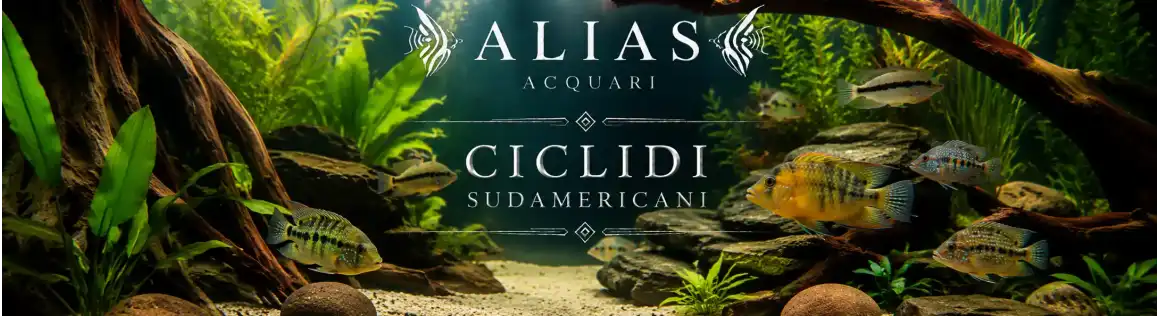 Ciclidi Sudamericani Online | Alias Acquari