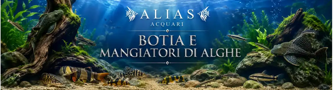 Botia e mangiatori di alghe