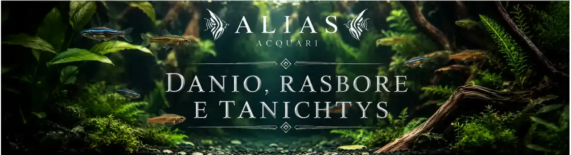 Danio, Rasbore e Tanichthys Online | Alias Acquari