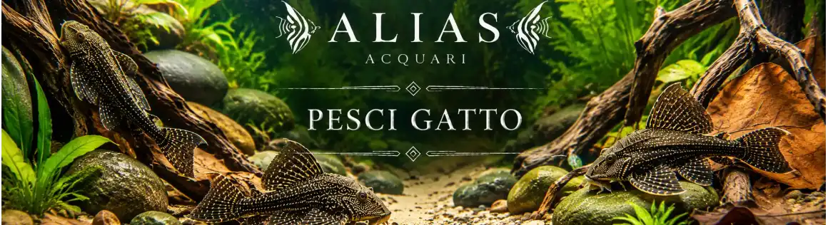 Pesci Gatto Online per Acquario | Alias Acquari