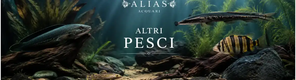 Altri Pesci d'Acqua Dolce Online | Alias Acquari