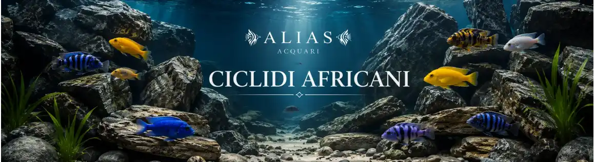Ciclidi Africani