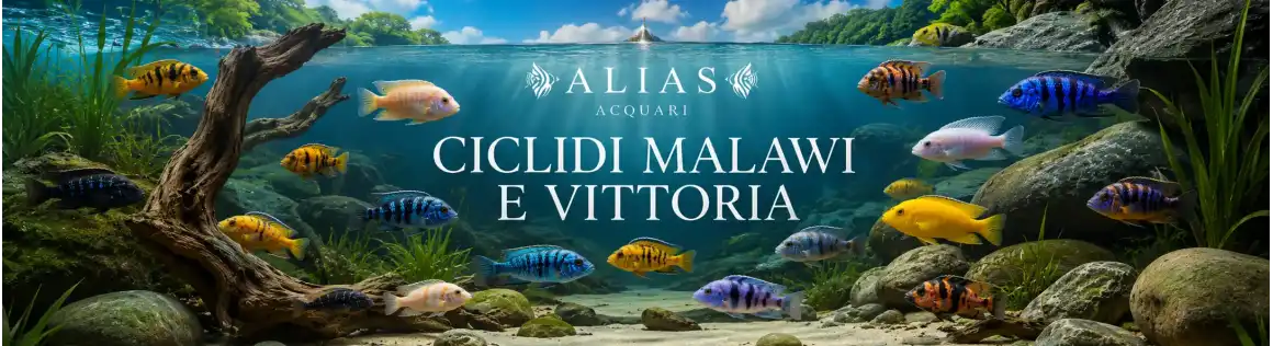 Ciclidi Malawi e Vittoria Online | Alias Acquari