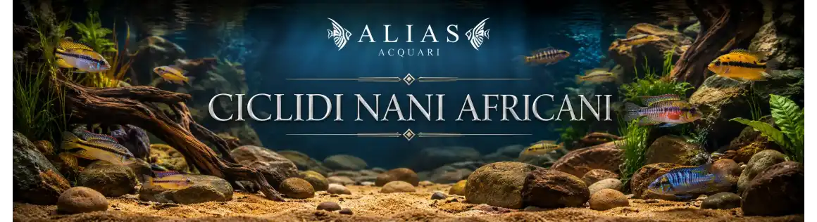 Ciclidi Nani Africani