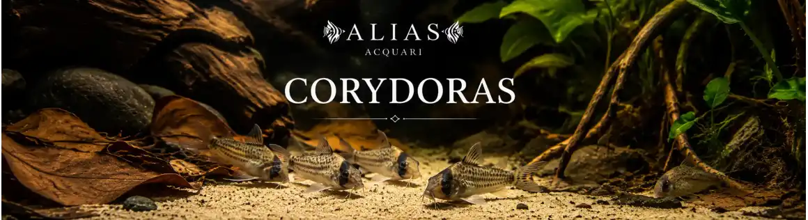Corydoras Online | Acquista Corydoras per Acquario