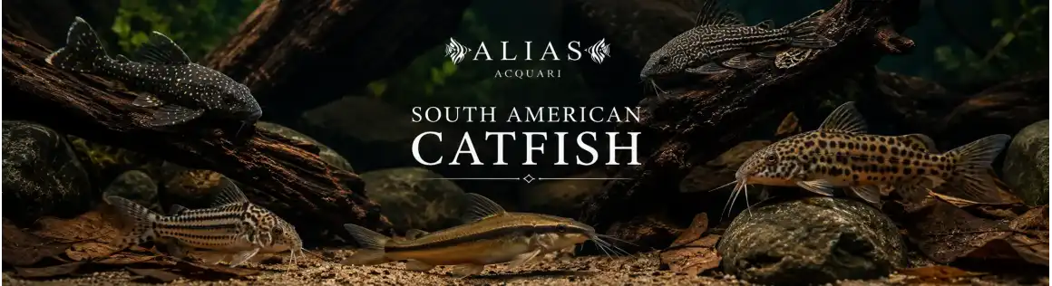 SouthAmerican Catfish
