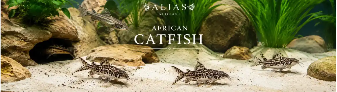 Pesci Gatto Africani Online | African Catfish