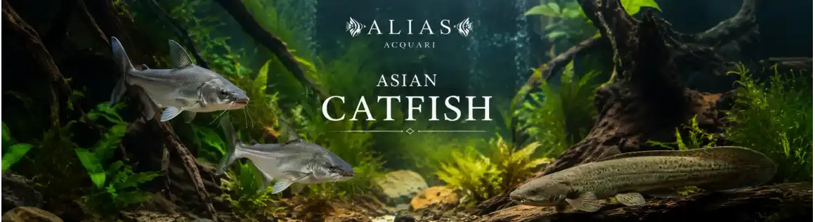 Pesci Gatto Asiatici Online | Asian Catfish