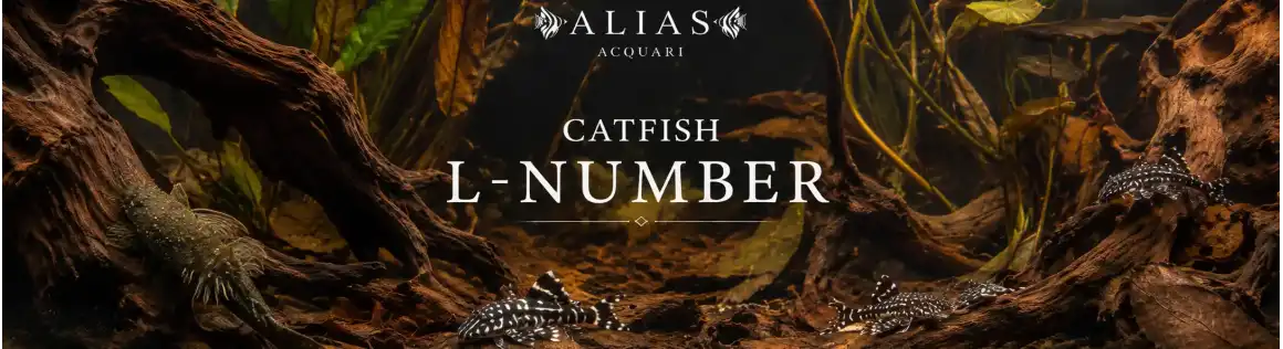 Catfish L-Number