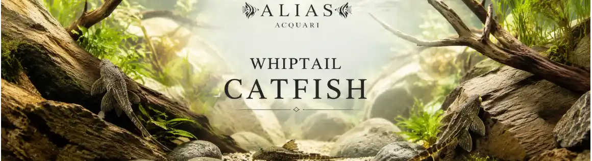Whiptail Catfish Online | Loricaridi a Coda di Frusta