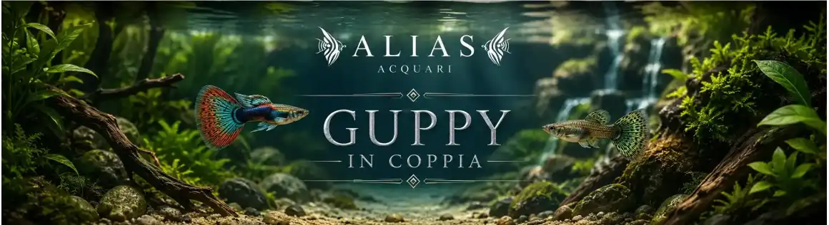 Guppy in coppia