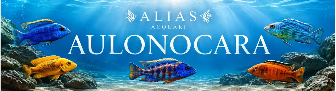 Aulonocara