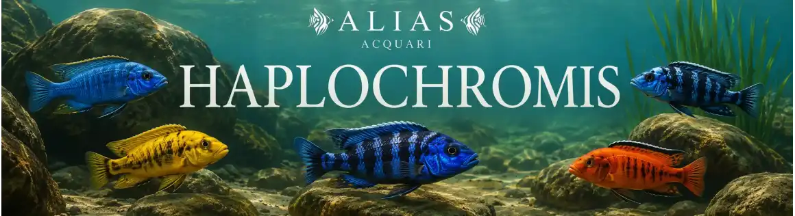 Haplochromis Online | Ciclidi del Lago Vittoria