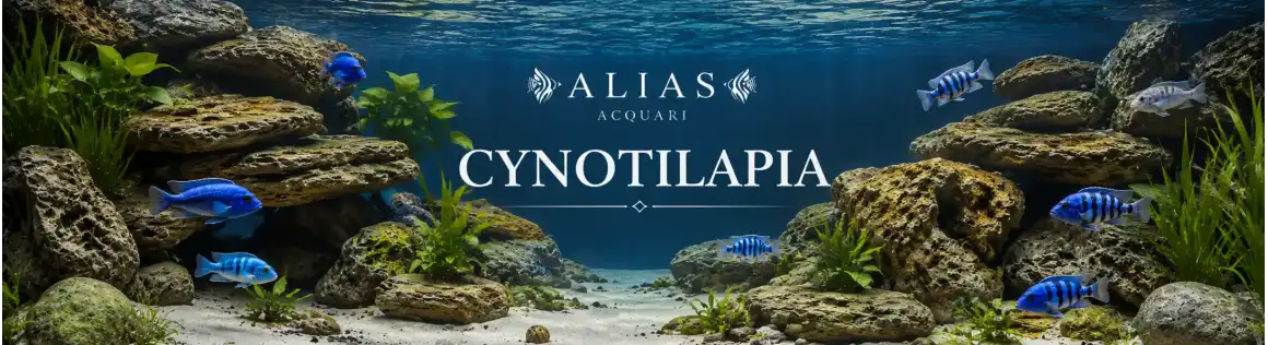 Cynotilapia e Cynotilapia afra | Mbuna del Malawi