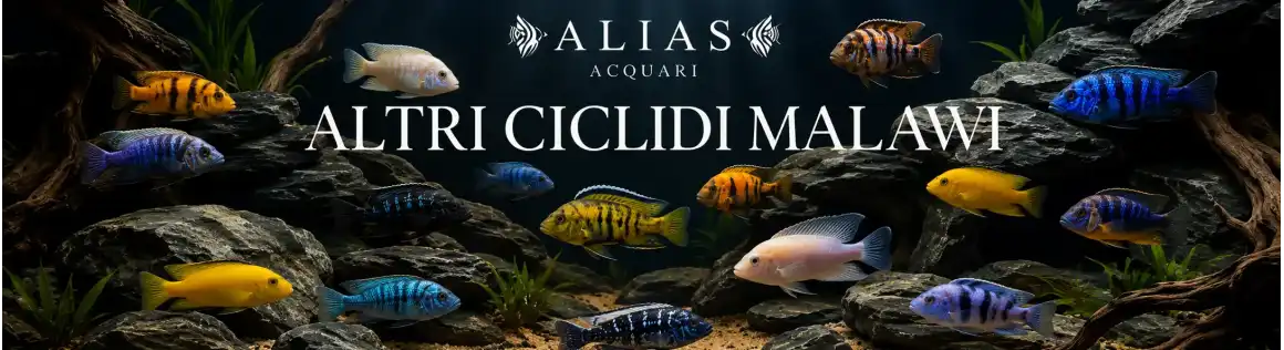 Altri Ciclidi Malawi